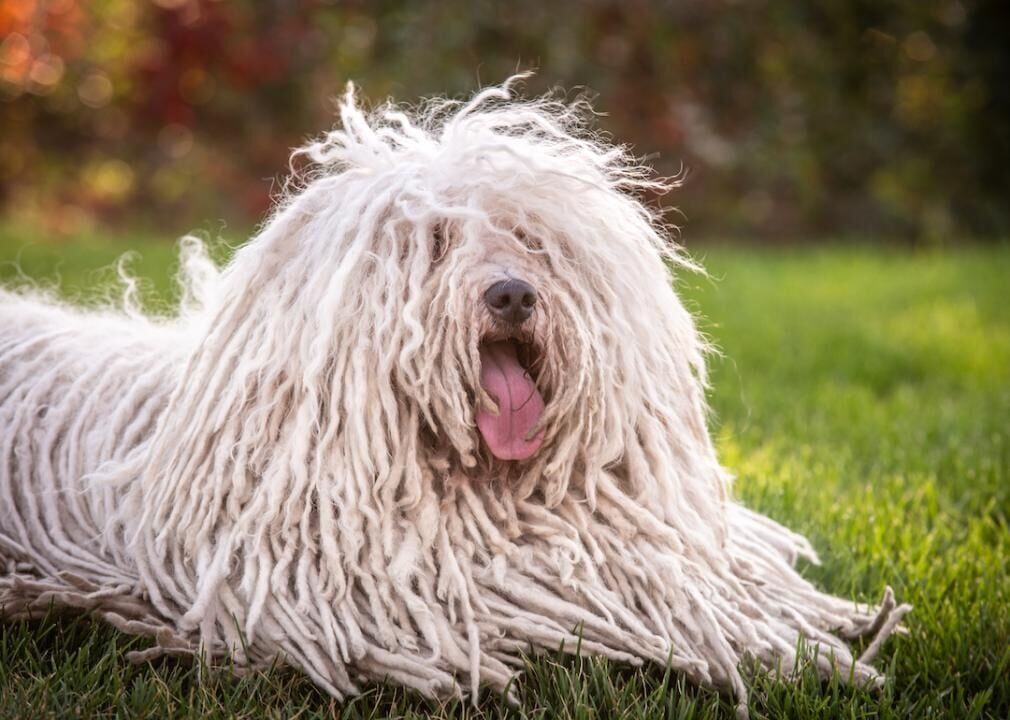 #30. Puli